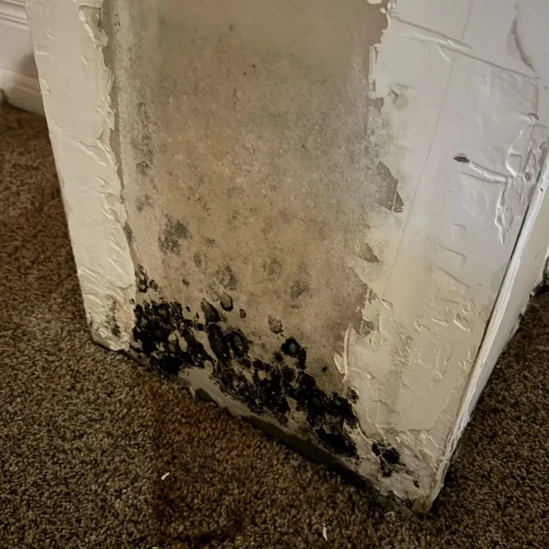 Professional Mold Removal in Monroe City, MO